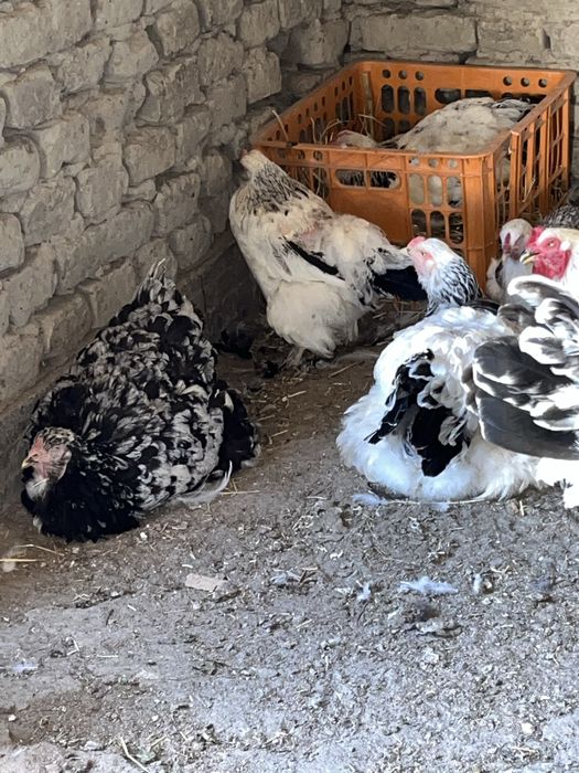 Birama tovuq xòrozlar sotiladi
