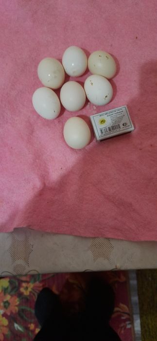 Кохини тухумлари сотилади