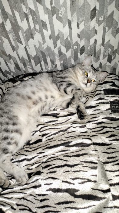 Отдам девочку в добрые руки!