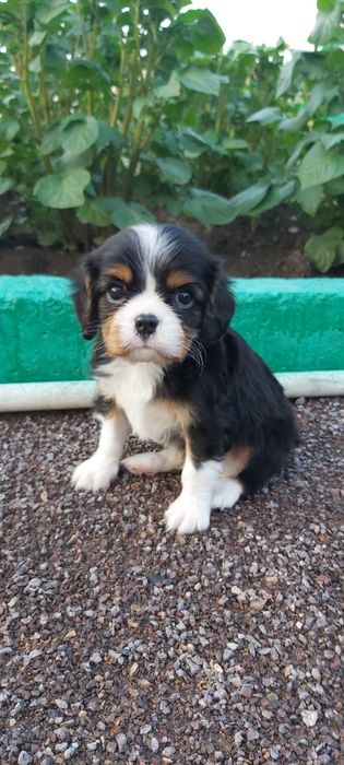 Кавалер кинг чарльз спаниель