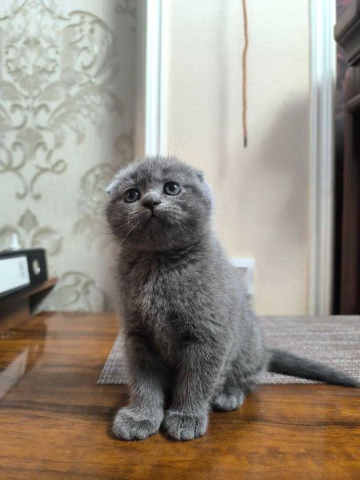 scottish fold (мушуги)