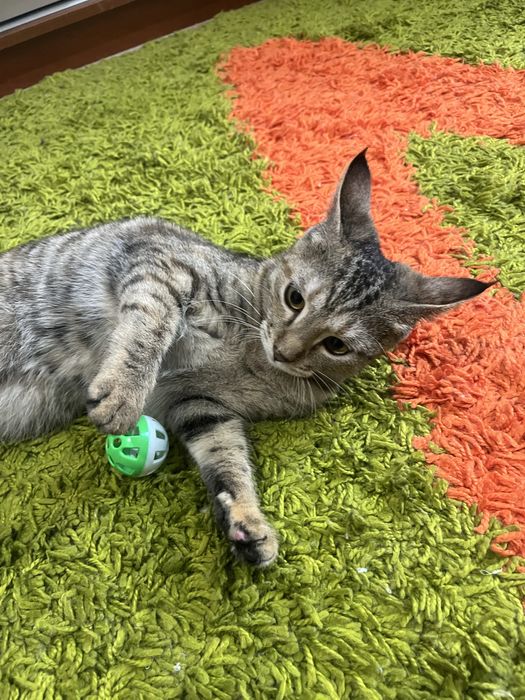 Готовые пушистики ищут дом