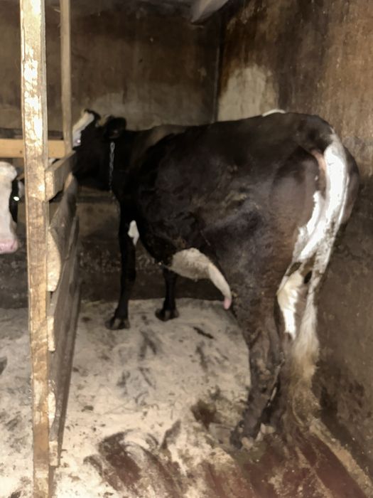 Vaca de vanzare mai multe detali la tel