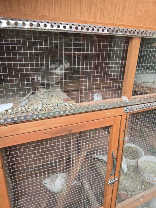 Turturele Razatoare de Vanzare