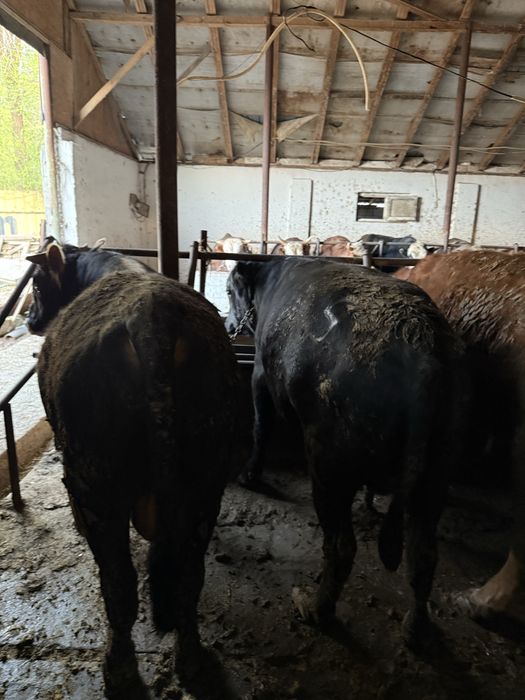 Продаются бычки Откорм