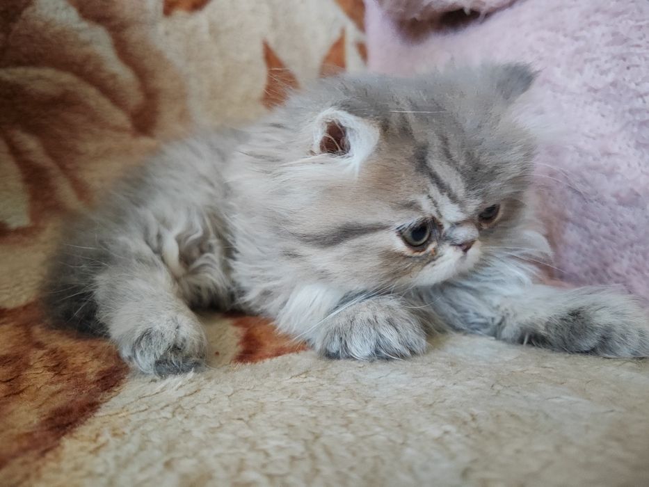 Продам персидского котёнка (девочка)