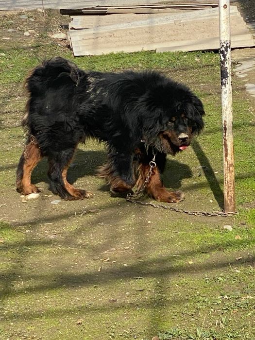 тибетский мастиф