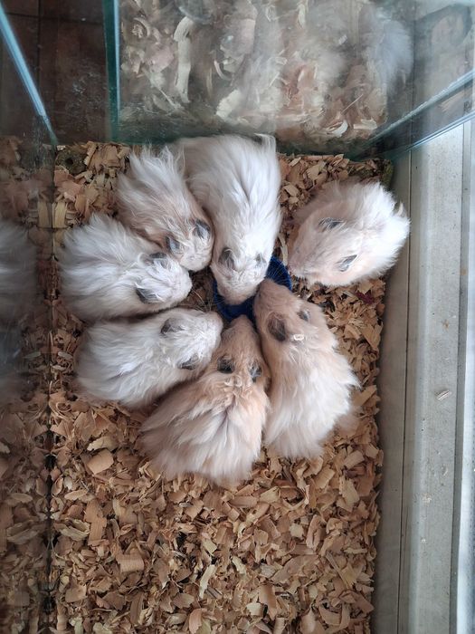 8 Хамстера по 10€