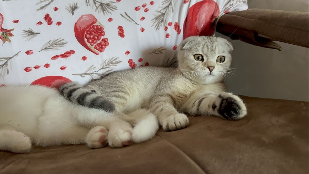 Scottish Fold caramel shaded