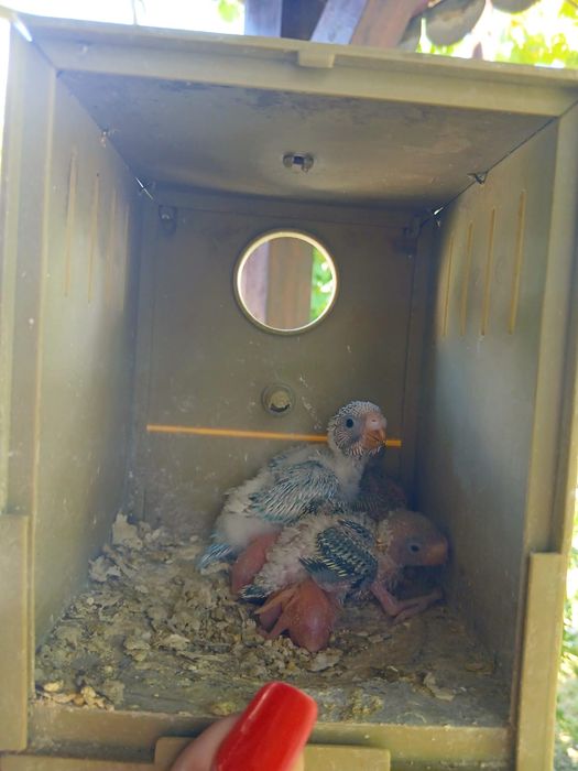 %OFERTĂ%  Perusi multicolori