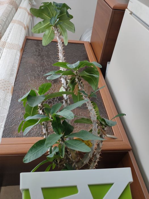 Домашнее растение