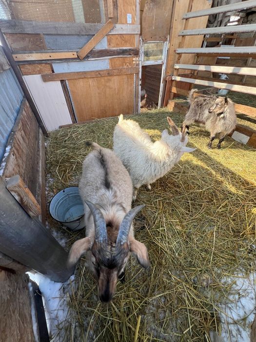 Продаются козлята