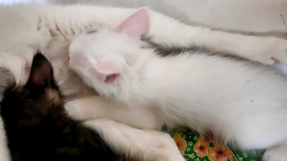 Отдам котят в добоые руки