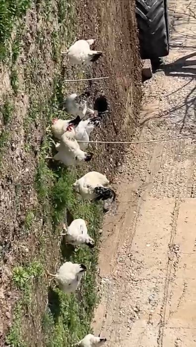 Яйцо Адлер, адлер жұмыртқасы