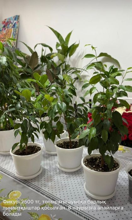 Комнатные  цветы