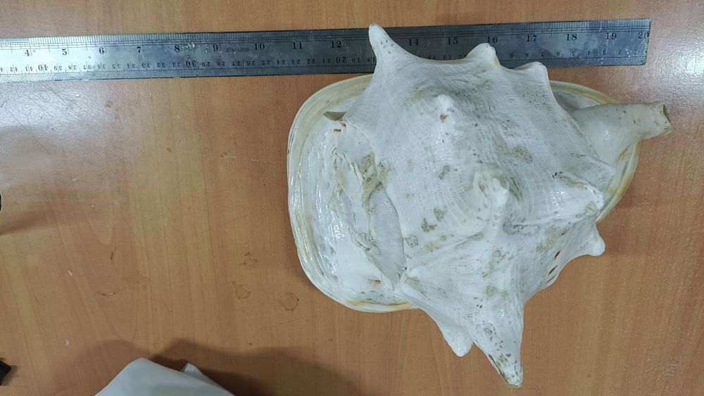 Продам Ракушку 20000