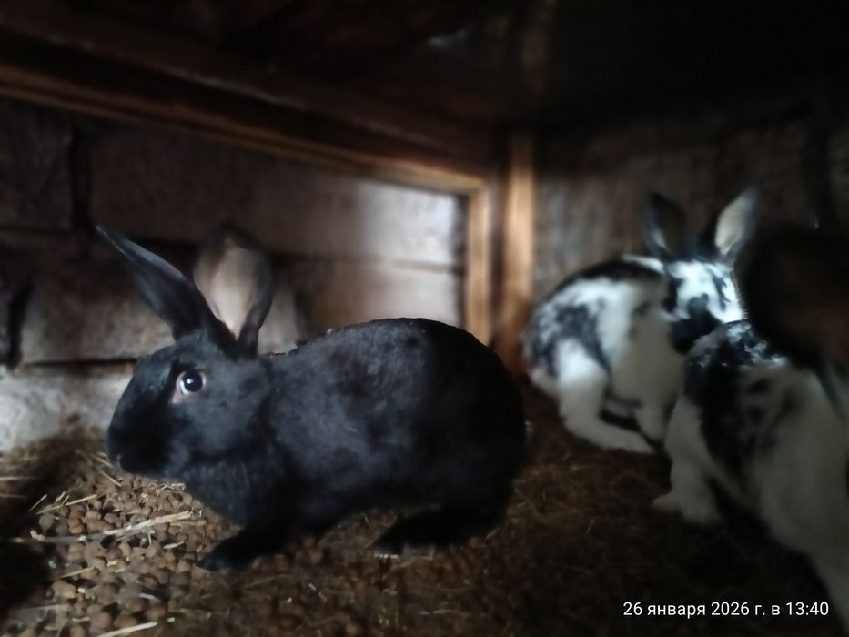 Продаются кролики