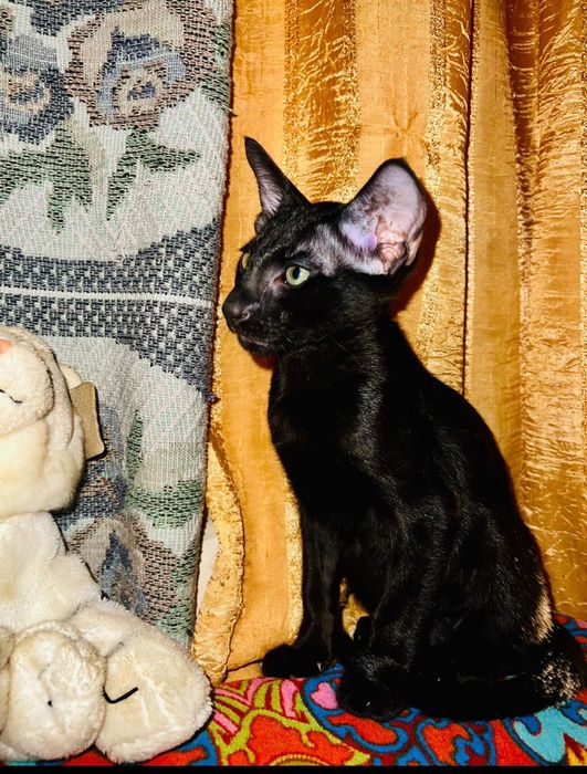 Ориентальные котята