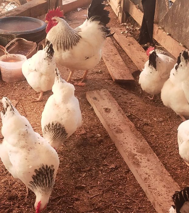 Әтештер сатылады  Адлер ақ-сұры 10 айлықтар