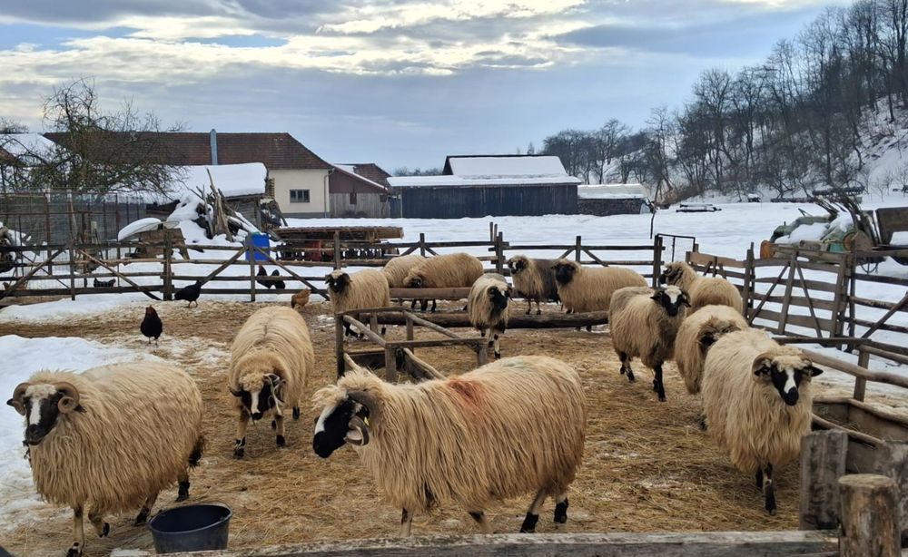 Vand breze in Fintoag