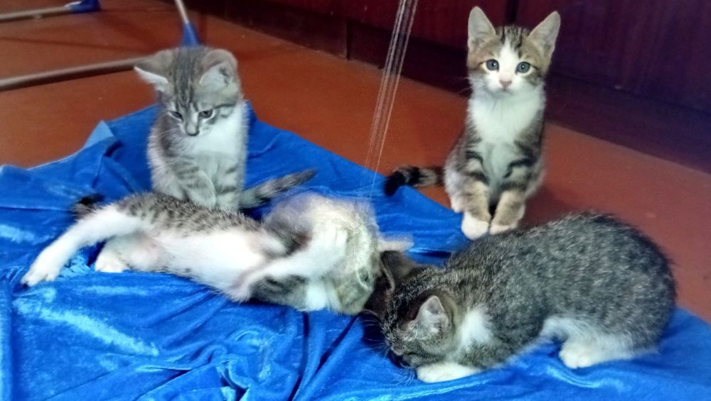 Отдам котят бесплатно