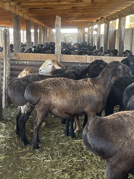 Продаются 3 больших кошкара за 280-300 тысяч
