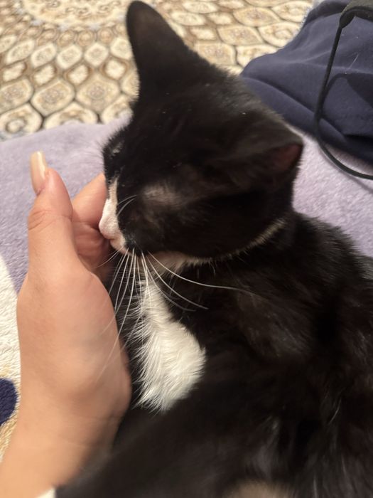 Котёнок ищет дом, девочка