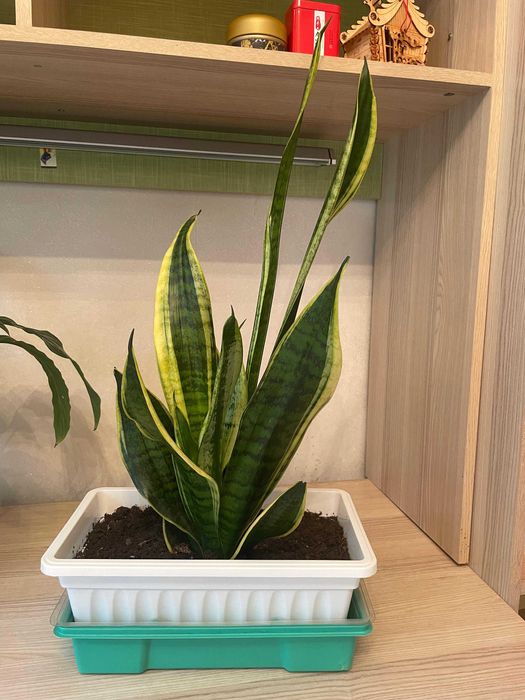 Сансевиерия, Щучий хвост цветы