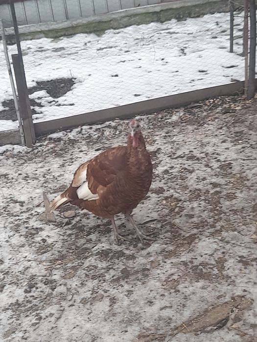 Vănd o pereche de curci redburbon tinere deparazitate.