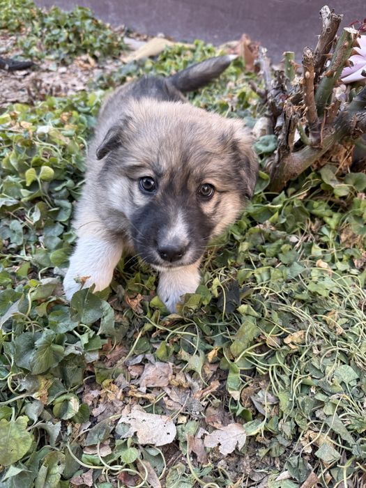 Отдам щенка в доьрые руки