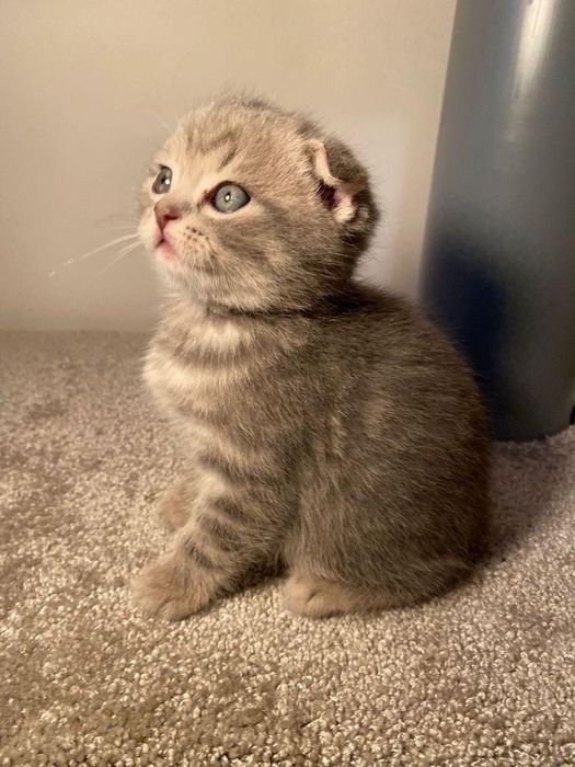 Вислоухий котёнок