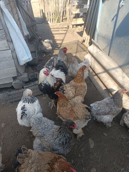 gaini brahma Cocosi brahma ,Oua din gainile din poze brahma ,motate ,paduana strumsky batan