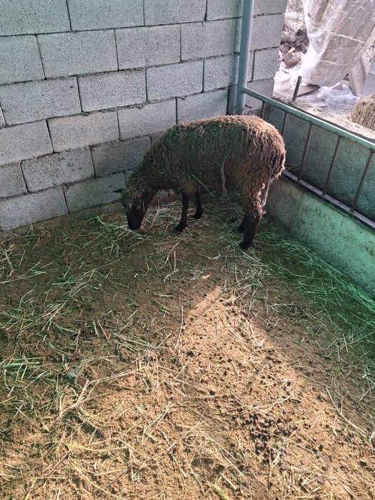 Продам матку с ягненком