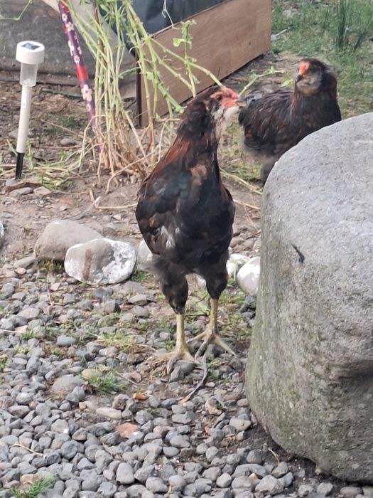 Cocosi araucana potârnichiu
