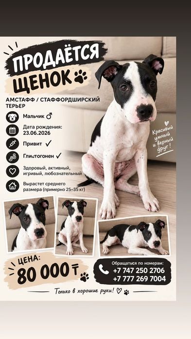 Продается Щенок Стаффорд