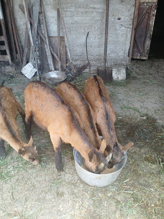 Vand iezi alpina franceza