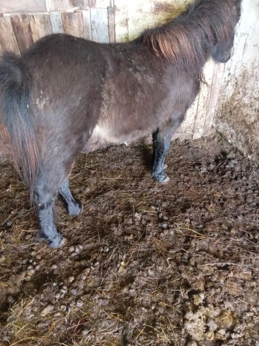 Vând poneiță gestantă