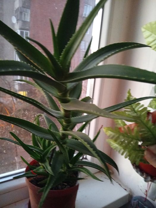 Alloe Vera, plantă 4 ani.