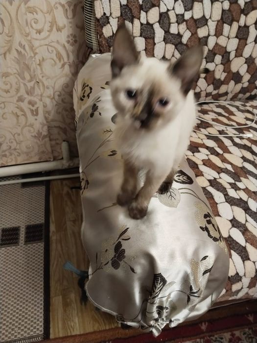 Котята  в добрые руки