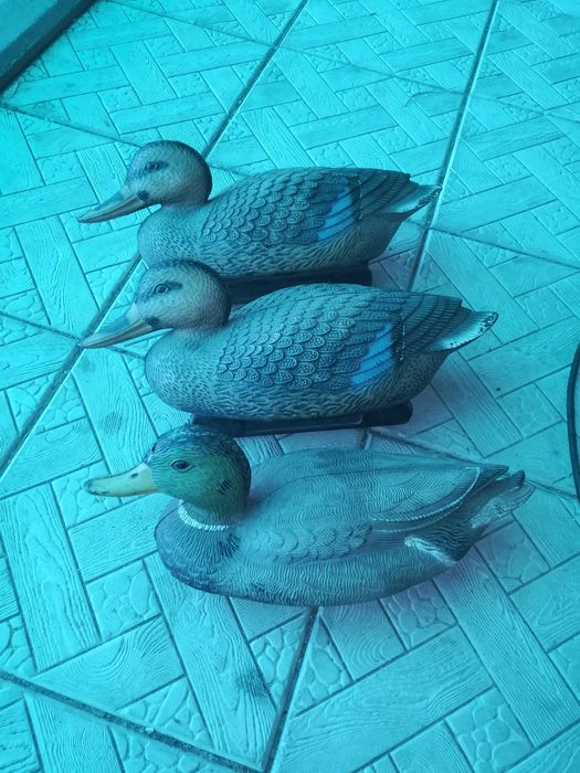 Продам подсодных гусей, уток !