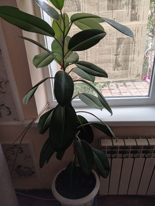 Продам Фикус