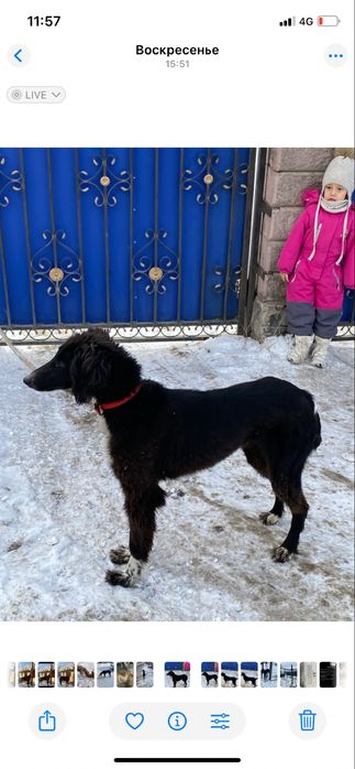 Тазы кушік сатылады