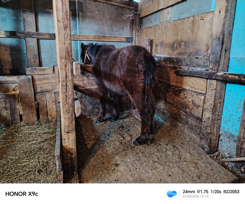 Жеребята кобылка и жеребчик