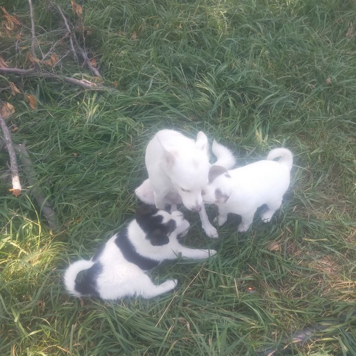 Продам двух щенков,очаровашка,Томас и Бони.