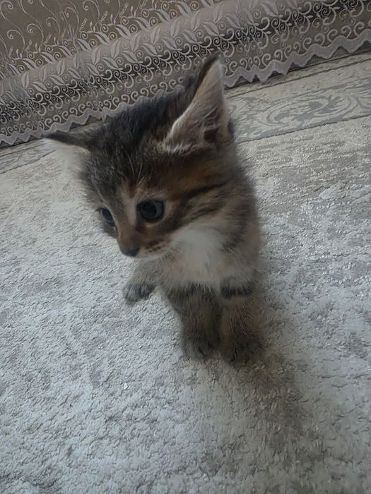 Отдам котят в добрые руки