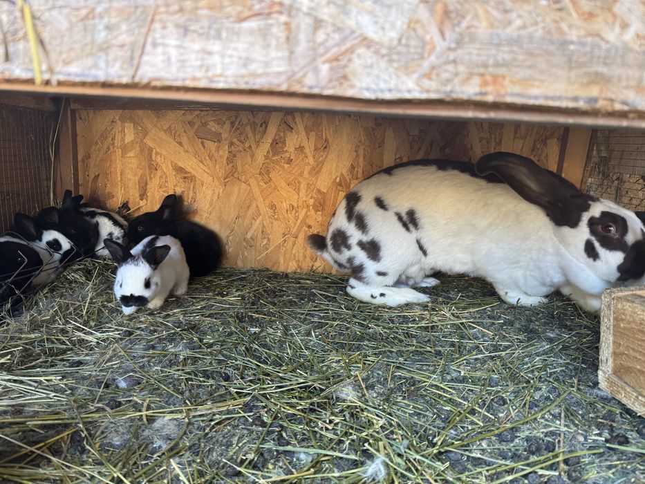 Iepurași pestriț german