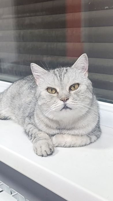 Котик в хорошие руки
