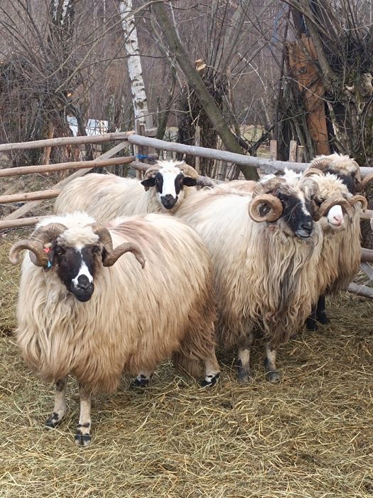 Berbeci  brezi de vânzare