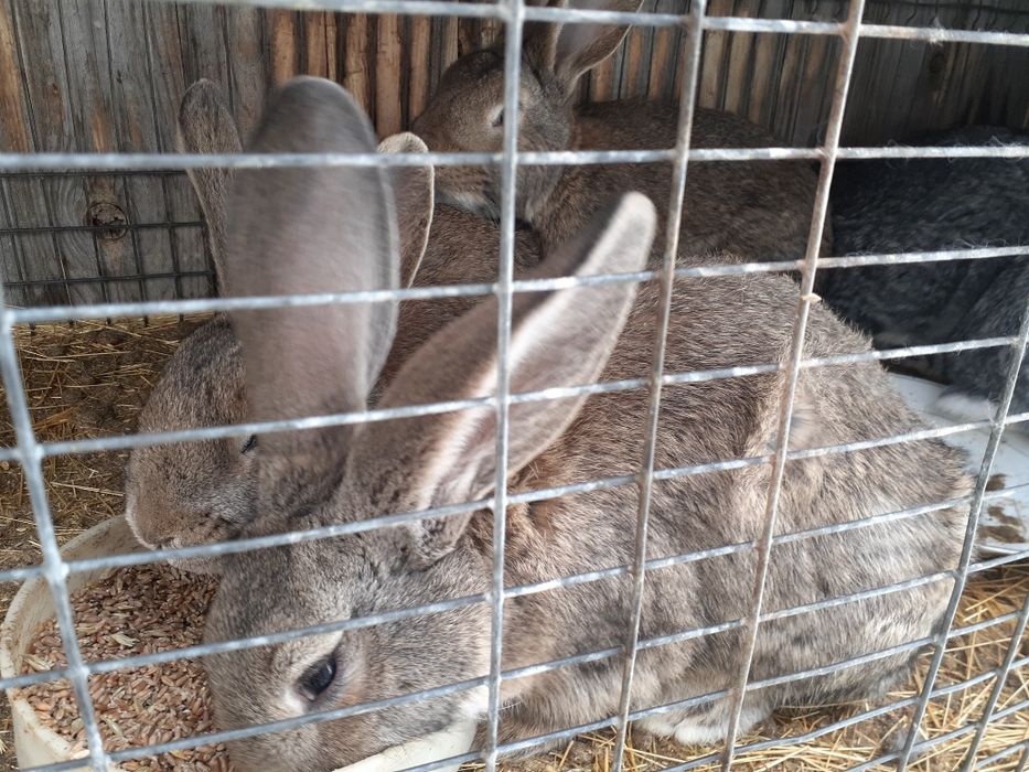 Продам молодых кроликов