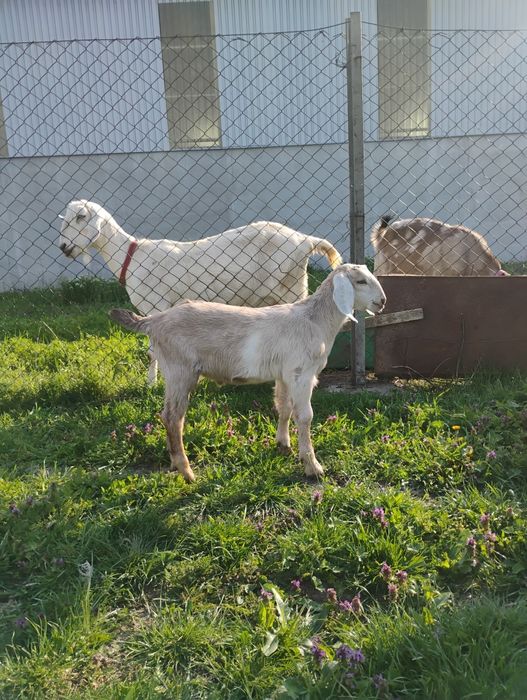 Iedut anglonubian 75%